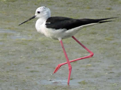black winged stilt
