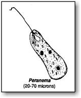 http://www.microscope-microscope.org/applications/pond-critters/protozoans/mastigophora/peranema.jpg